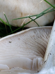 Hebeloma crustuliniforme