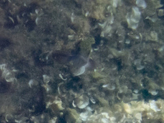 Epinephelus marginatus