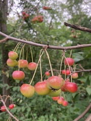 Malus prunifolia
