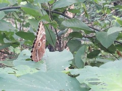 Morpho