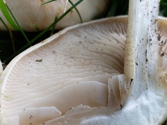 Hebeloma crustuliniforme