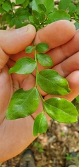 Vaccinium elliottii