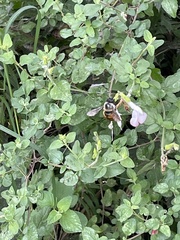 Xylocopa tabaniformis azteca