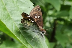 Caprona ransonnettii