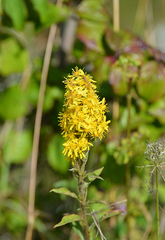 Solidago virgaurea