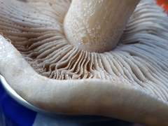 Hebeloma crustuliniforme