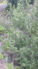 Acacia longifolia