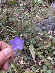 Campanula parryi