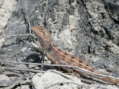 Diporiphora australis