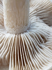Hebeloma crustuliniforme