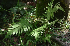 Christella dentata