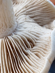Hebeloma crustuliniforme