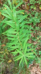 Polygonatum verticillatum