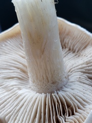 Hebeloma crustuliniforme