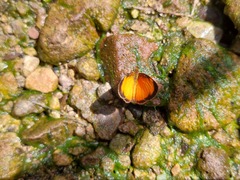 Tegosa