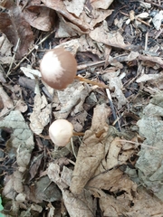 Psathyrella longipes