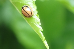 Cheilomenes propinqua vicina