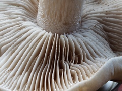 Hebeloma crustuliniforme