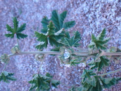 Malva parviflora