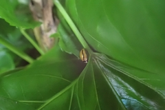 Cheilomenes propinqua vicina