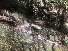 Chamberlainium tumidum