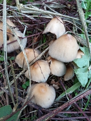 Coprinellus micaceus