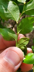 Vaccinium elliottii