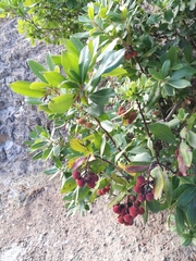 Arbutus unedo