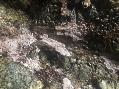 Chamberlainium tumidum