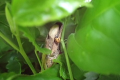 Cheilomenes propinqua vicina