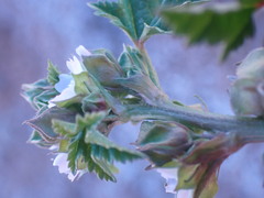 Malva parviflora