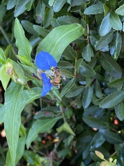 Apis mellifera