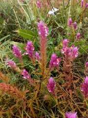 Melampyrum arvense