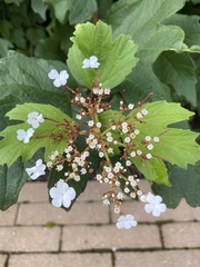 Viburnum opulus