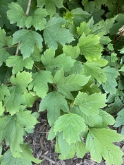 Viburnum opulus