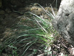 Carex forficula