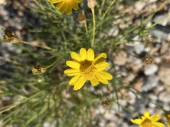 Thymophylla pentachaeta
