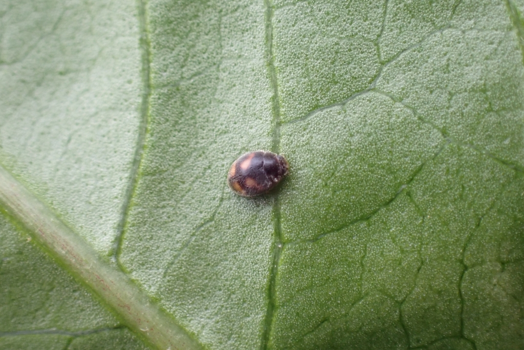 Nephus includens