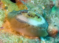 Emarginella