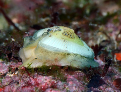 Emarginella