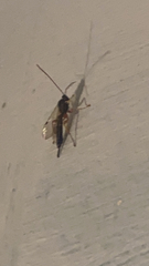 Pimpla