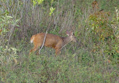 Mazama gouazoubira