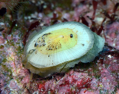 Emarginella