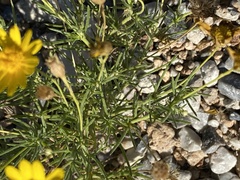Thymophylla pentachaeta