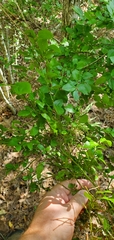 Vaccinium elliottii