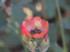 Lasioglossum sisymbrii
