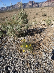 Thymophylla pentachaeta