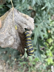 Danaus plexippus plexippus