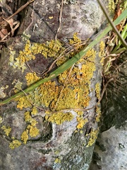 Xanthoria parietina