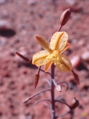 Bulbine sedifolia